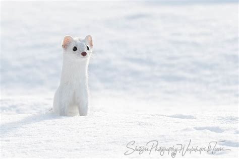 Ermine – Stoat in a Winter Coat - Shetzers Photography