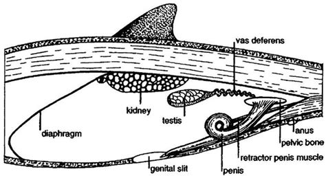 Anatomy Of A Narwhal - Anatomical Charts & Posters