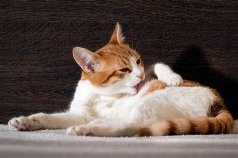 Licking Off Patches of Hair - Catwatch Newsletter