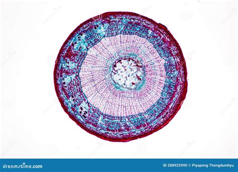 Plant Tissues Under the Microscope in the Laboratory. Stock Photo ...