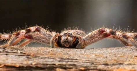 Huntsman Spider - A-Z Animals