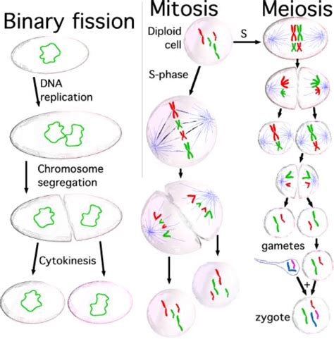 Binary Fission: Types, Process And Examples Of Binary Fission - Daily ...