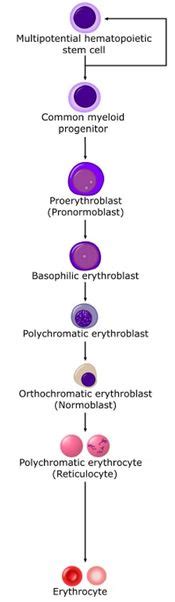 Erythropoiesis - WikiVet English