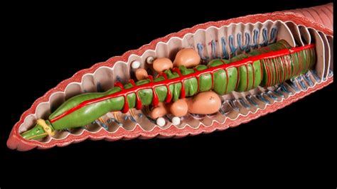 Diagram of EARTHWORM SECTION | Quizlet