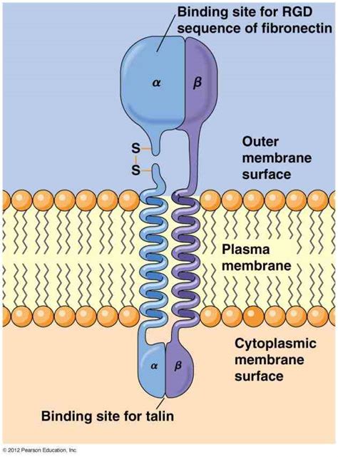 Glycoprotein Function In Cell Membrane | MedicineBTG.com