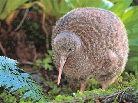 New Zealand’s Endangered Kiwi Bird | rmagibess