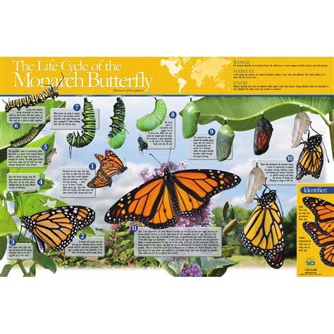 Monarch Butterfly Life Cycle Chart | Carolina.com