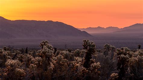 Sunrise in Joshua Tree National Park Wallpaper, HD Nature 4K Wallpapers ...