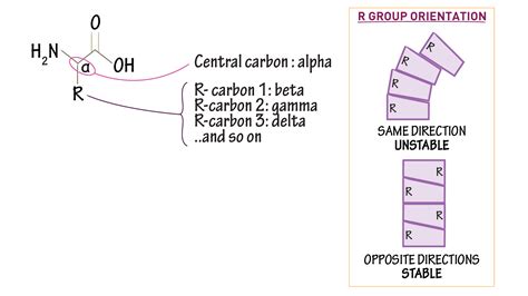 Biochemistry Glossary: R-Groups in Amino Acids | Draw It to Know It