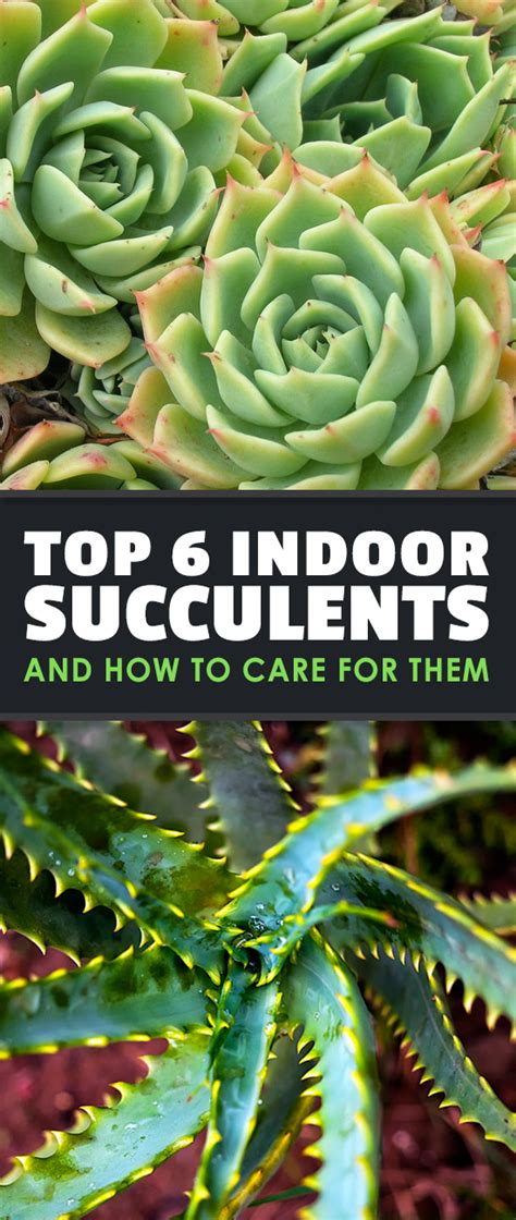 Top 6 Indoor Succulents and How to Care For Them