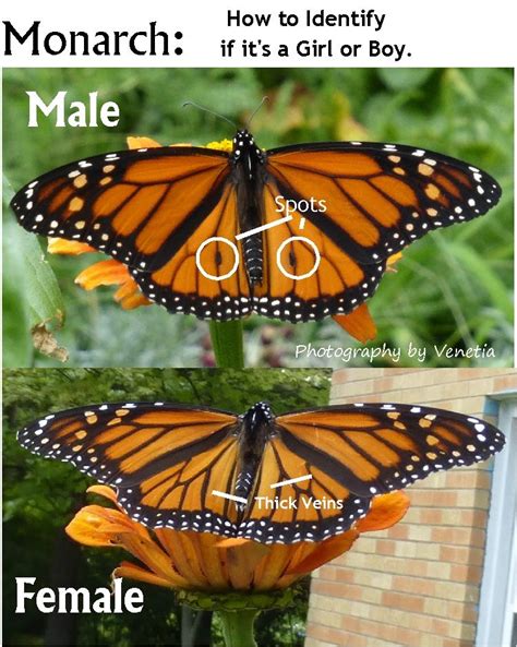 Monarch Identification Chart. Boy or Girl? Male or Female? Easy to tell ...