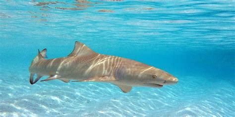 Facts about sicklefin lemon sharks | GVI CAN