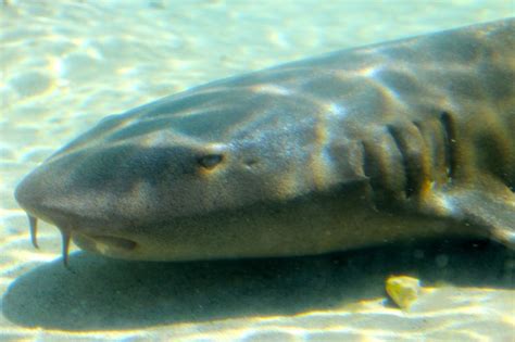 baby Nurse shark | Things I Like | Pinterest