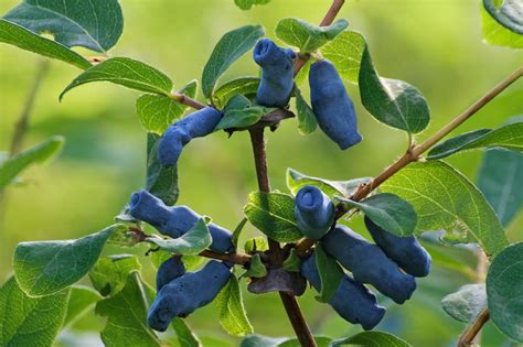 Lonicera caerulea var. edulis - Honeysuckle - Woodbine - New York Plants HQ