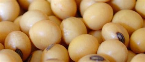 10 Manfaat Kacang Kedelai Untuk Kesehatan - Khasiat Sehat