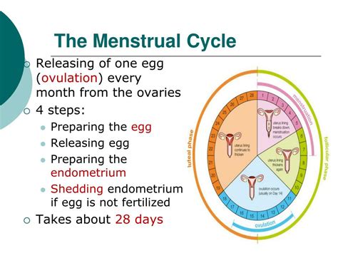 PPT - The Menstrual Cycle PowerPoint Presentation, free download - ID ...