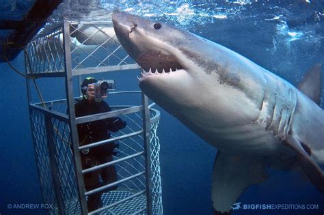 Great White Shark cage diving at the Neptune Islands in South Australia.