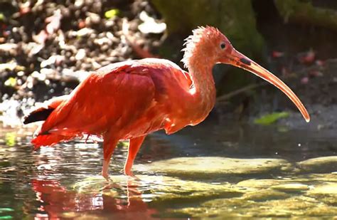 Scarlet Ibis - Description, Habitat, Image, Diet, and Interesting Facts