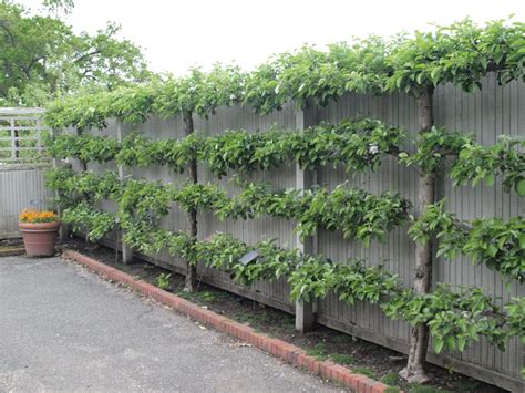 Incredible Living Fence Plants With New Ideas | Home decorating Ideas