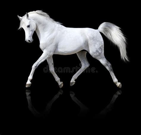 Photo about White horse runs isolated on black background. Image of ...