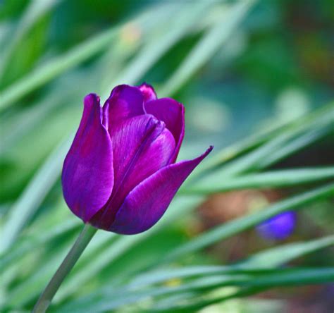 Purple Tulip Photograph by Martin Morehead - Pixels