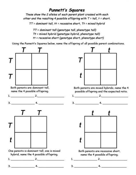 Pin by shaheedah alshaalan on التعليم | Punnett square activity ...