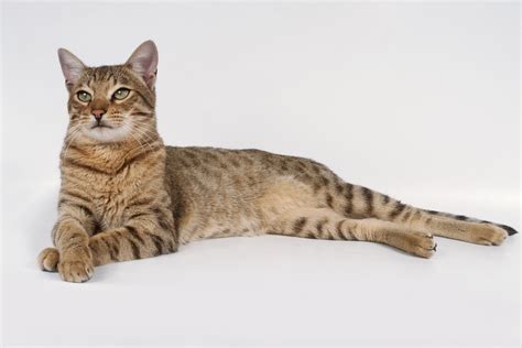 Savannah Cat Breed Profile