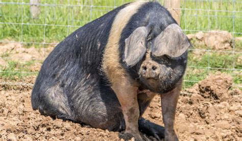 Best Pig Breeds for Meat - Farmhouse Guide