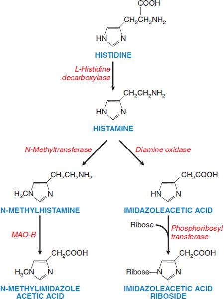 Histamine, Bradykinin, and Their Antagonists | Basicmedical Key