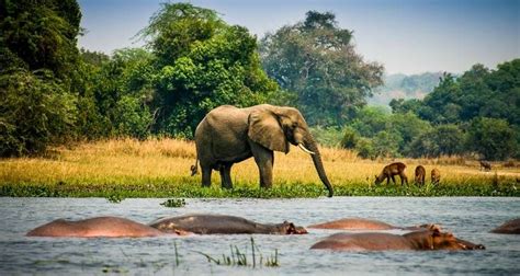 Uganda Wildlife Safari - Murchison Falls National Park