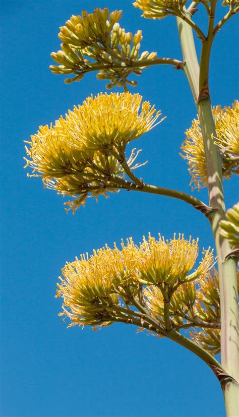 Century plant (Agave americana) | Feedipedia