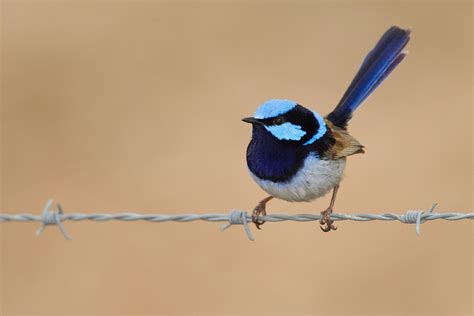 Jenny wren bird - theaterbinger