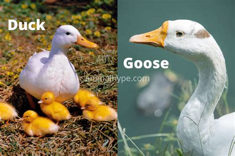 Goose vs Duck - Differences and Similarities - Animal Hype