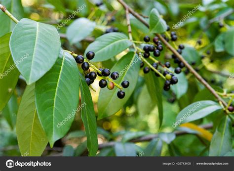 Cherry Laurel Berries