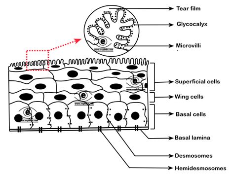 Anatomy of Cornea