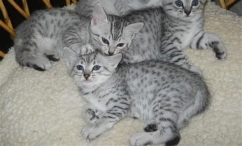 Egyptian Mau Kittens: Adorable, Exotic, and Beautiful-Kittentoob