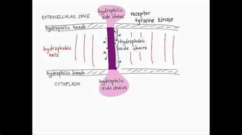 Transmembrane Proteins - YouTube