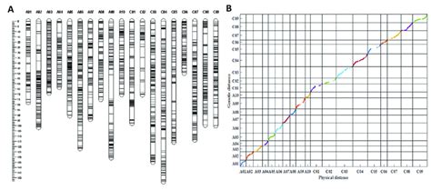 Information of the genetic linkage map. (A) The genetic linkage map ...