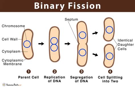 Binary Fission: Definition with Examples & Diagram