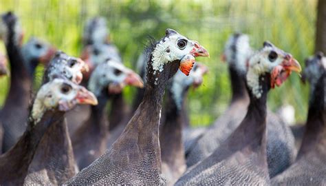 Guinea Fowl Breeding : Preparation Before Raising Guinea Fowl