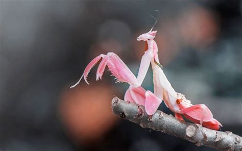 Orchid Mantis - Species Profile & Facts - Insectic