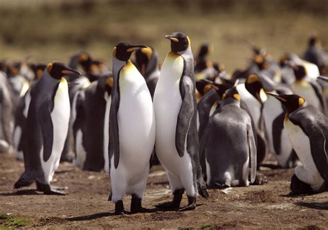 Scientists Predict King Penguins Face Major Threats Due To Climate ...