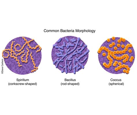 Common Bacteria Morphology | Carlson Stock Art