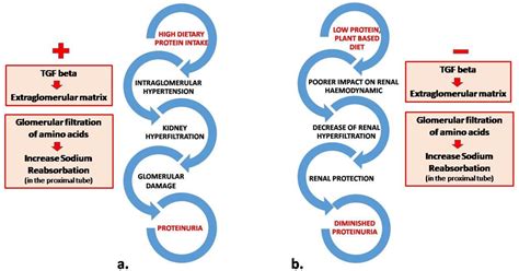 Figure 1 from Diet and Proteinuria: State of Art | Semantic Scholar