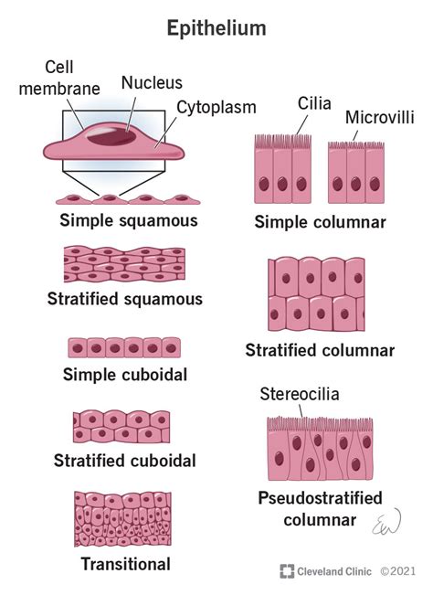 Epithelial Tissue Under Microscope