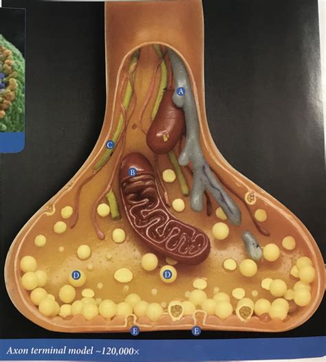 axon terminal model Diagram | Quizlet