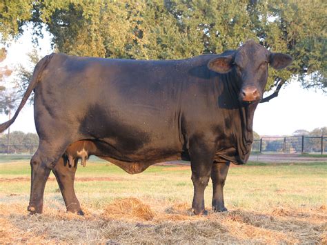 The Brangus breed was developed to utilize the superior traits of Angus ...