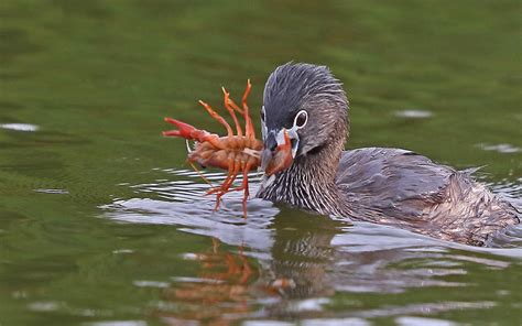 Pied-billed grebes are providing valuable biocontrol services in the ...