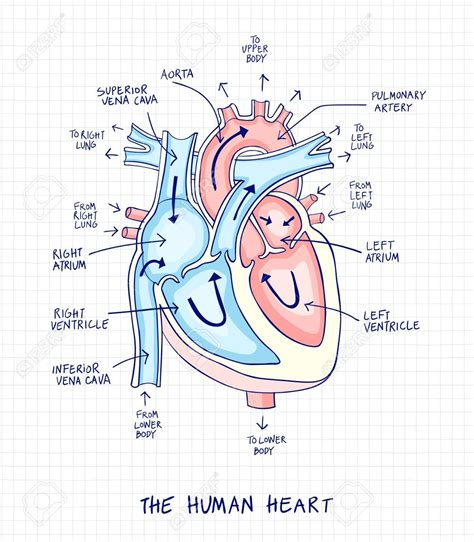 Heart Anatomy Drawing, Human Heart Drawing, Eye Anatomy, Anatomy Art ...