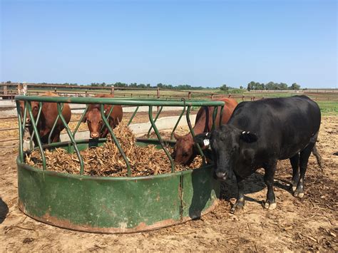 Feeding Corn Residue in A Round Bale Feeder: Can It Meet Cow Needs? | UNL Beef